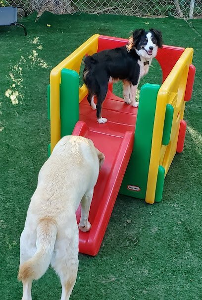 Dog day care in Zionsville Indiana Pampered Pooch Resort Spa 1