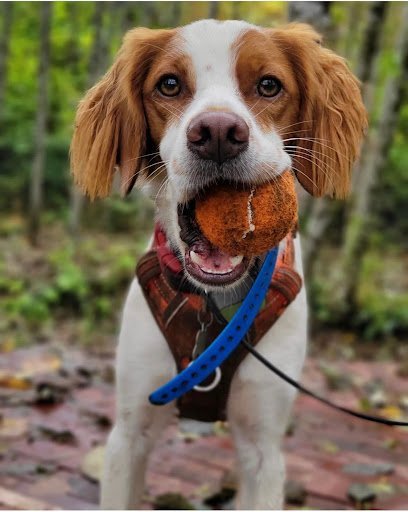 Dog day care in Acme Washington Timber Paws 1