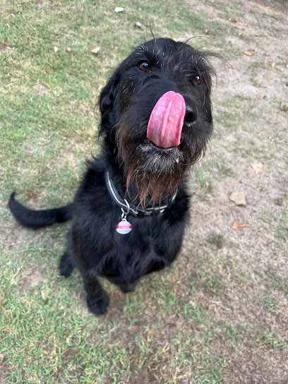 Dog day care in Aiken South Carolina Wyatt s Bed Biscuit 1