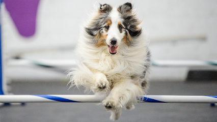 Dog day care in Alexandria Virginia Frolick Dogs 1