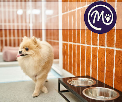 Dog day care in Alexandria Virginia Molly s Dog Care Alexandria 1