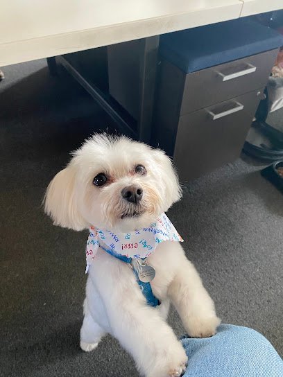 Dog day care in Alexandria Virginia The Dog Park 1