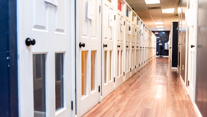 Dog day care in Alexandria Virginia Whole Dogz 1