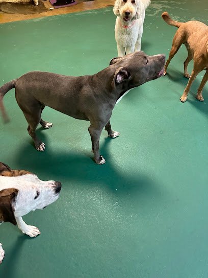 Dog day care in Alexandria Virginia Your Dog s Best Friends 1