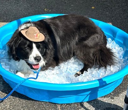 Dog day care in Allentown Pennsylvania Hounds Town Allentown 1