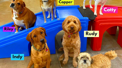 Dog day care in Allentown Pennsylvania Leader of the Pack Canine Institute 1