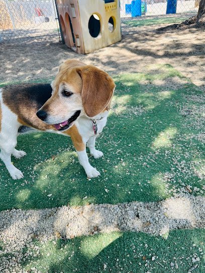 Dog day care in American Fork Utah Rocky Mountain K9 Dog Boarding Daycare Training Grooming American Fork 1