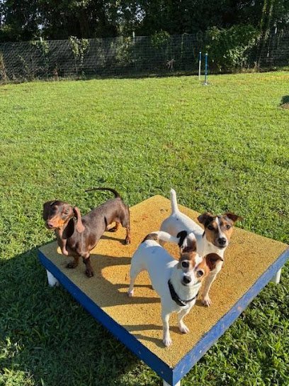 Dog day care in Anderson South Carolina Scotland s Mist Acres 1