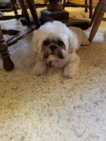 Dog day care in Appleton Wisconsin Lisa s Little Paws 1