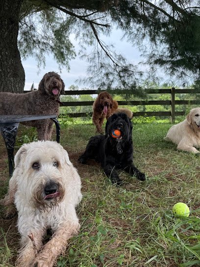 Dog day care in Arlington Virginia Club Canine Cardio 1