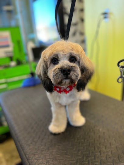 Dog day care in Arlington Virginia District Dogs Clarendon 1