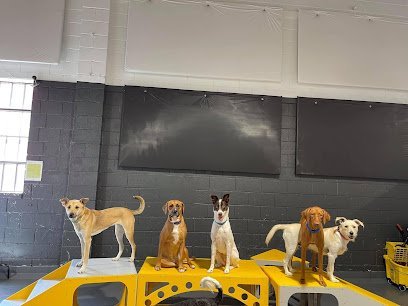 Dog day care in Arlington Virginia Fur Get Me Not Pet Care 1