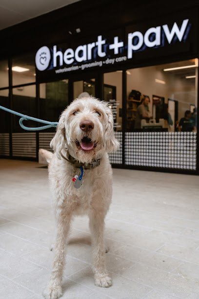 Dog day care in Arlington Virginia Heart Paw 1