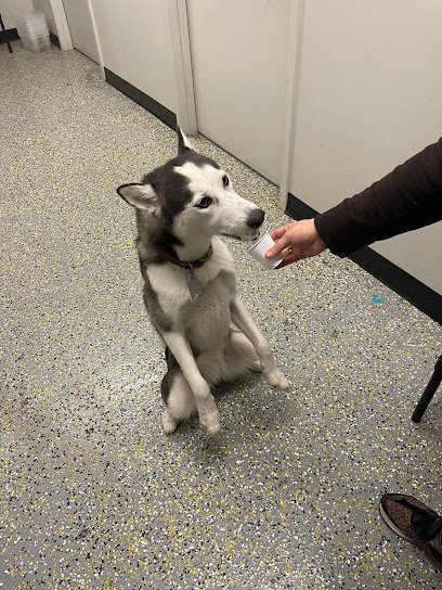 Dog day care in Arlington Virginia Playful Pack 1
