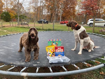 Dog day care in Asbury West Virginia Almost Heaven Bark and Board 1