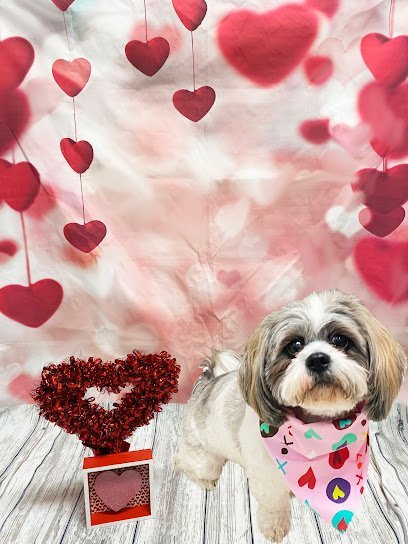 Dog day care in Ashburn Virginia Stream Valley Veterinary Hospital 1