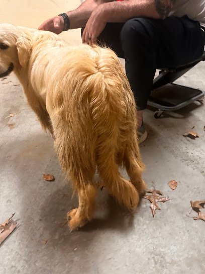 Dog day care in Ashland Virginia Four Paws Pet Resort 1