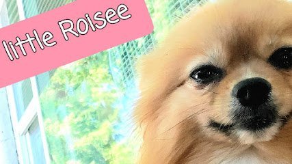 Dog day care in Auburn Washington Mutts Cuts 1