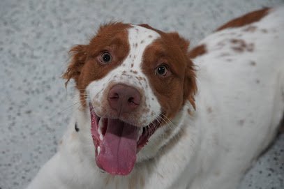 Dog day care in Bailey s Crossroads Virginia Bark Boarding 1