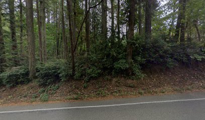 Dog day care in Bainbridge Island Washington Animal Magnetizm 1