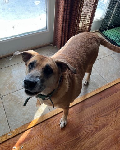 Dog day care in Beckley West Virginia Anamazing Pet Vacay LLC 1