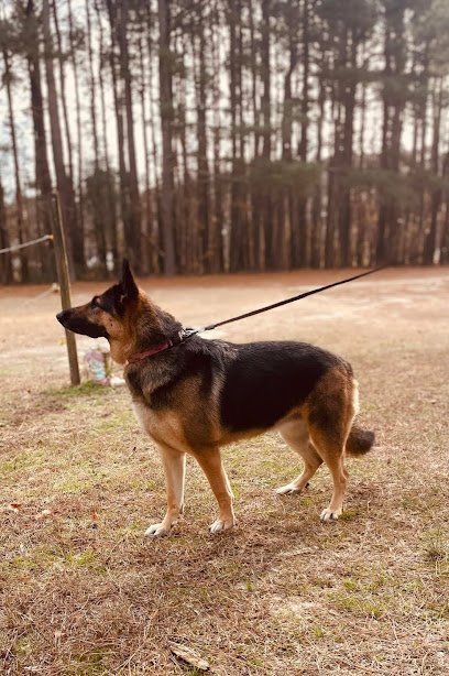 Dog day care in Belle Haven Virginia The Barkyard Barn 1