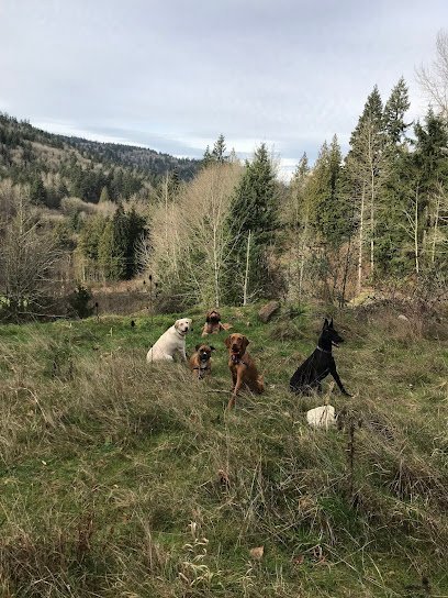 Dog day care in Bellevue Washington Mountain Dog Inc 1