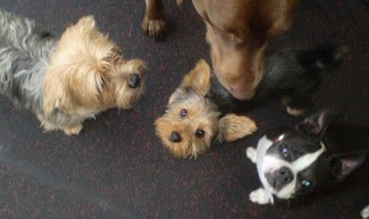 Dog day care in Bellevue Washington Scampers Daycamp for Dogs Bellevue Branch 1