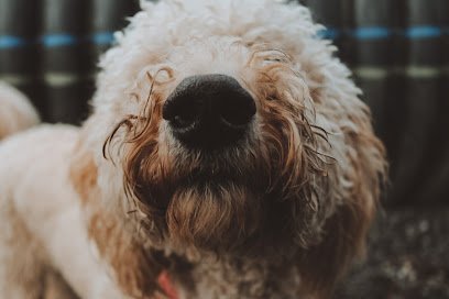 Dog day care in Bellingham Washington Puget Hound 1