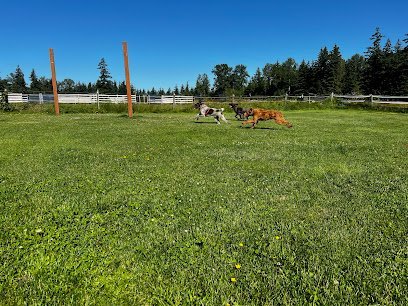 Dog day care in Bellingham Washington The Dog Ranch 1