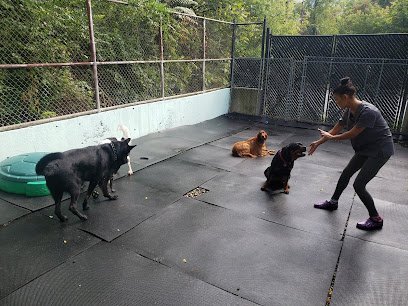 Dog day care in Bethlehem Pennsylvania Mighty Pawz LLC 1