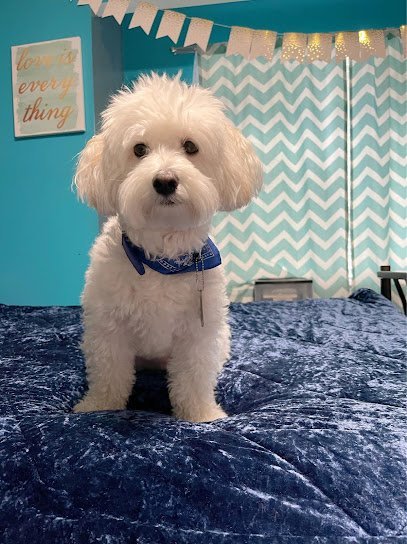 Dog day care in Blacksburg Virginia Prestige Pet Sitting Agencies LLC 1