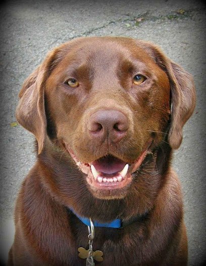 Dog day care in Blairsville Pennsylvania Makin  Tracks 1