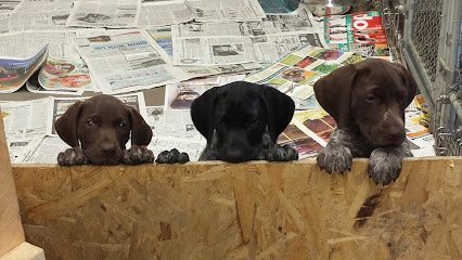 Dog day care in Blue Mounds Wisconsin Spring Valley Kennel 1
