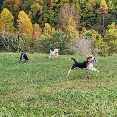 Dog day care in Bluefield West Virginia Sutton Place 1
