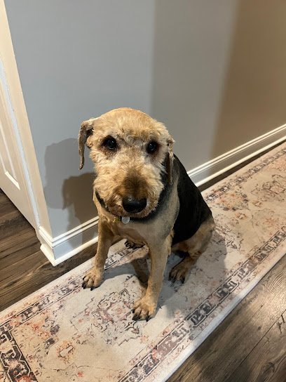 Dog day care in Bluffton South Carolina The Bark Shack 1