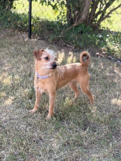 Dog day care in Boiling Springs South Carolina Dog Pan Alley 1