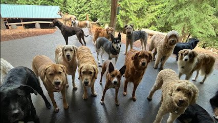 Dog day care in Bothell Washington Camp Happy Paws 1