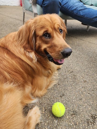 Dog day care in Bridgeville Pennsylvania SpitzeK9 Dog Training 1
