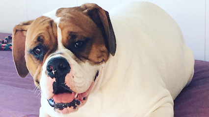 Dog day care in Bristol Rhode Island Crate Escape Pet Care Training 1