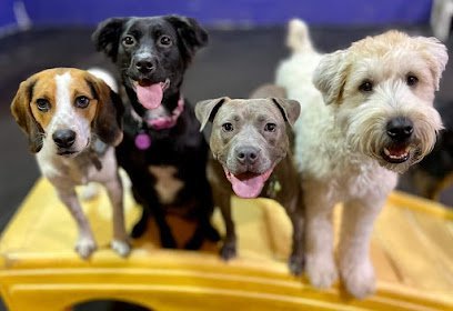 Dog day care in Brookfield Wisconsin Central Bark Brookfield 1