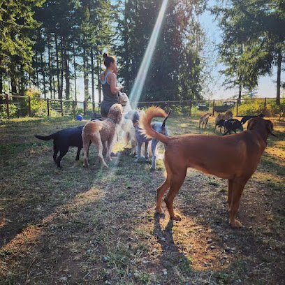 Dog day care in Buckley Washington Emily s Woof Pack 1