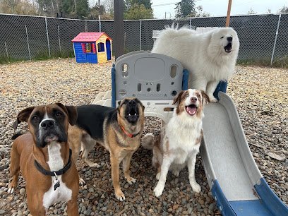 Dog day care in Burien Washington All Barks Of Life Hotel Dog Daycare Dog Hotel 1