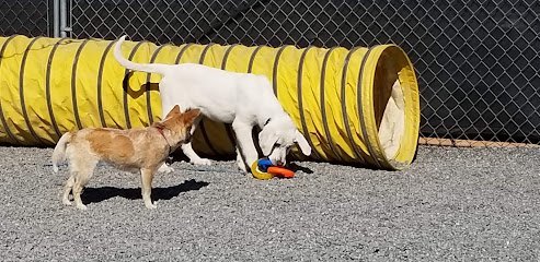 Dog day care in Burlington Washington Doggy Come Play Daycare 1