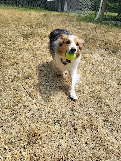 Dog day care in Burlington Wisconsin Country Paradise Pet Service 1