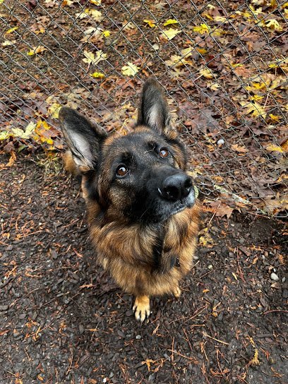 Dog day care in Camano Washington Camano Canine Resort 1