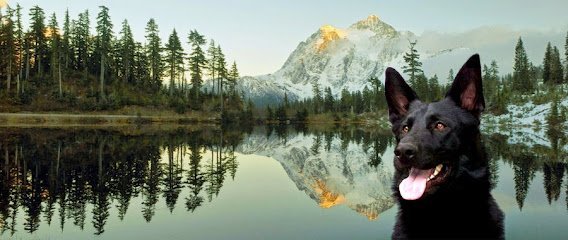 Dog day care in Camano Washington Camano Island Kennels Dog Daycare Boarding and Training Facility 1