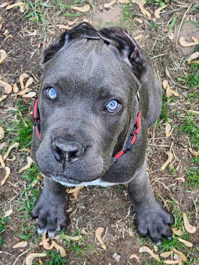 Dog day care in Cameron Wisconsin The Dog Resort 1