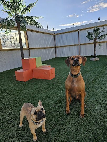 Dog day care in Casper Wyoming K 9 Corral 1