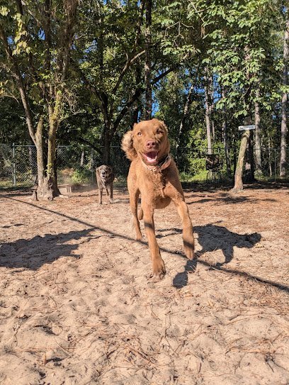 Dog day care in Cassatt South Carolina Waggin Wilderness Pet Lodge LLC 1